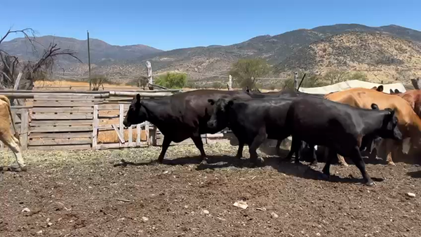 Lote 33 Vaca Gorda en Colina, Región Metropolitana