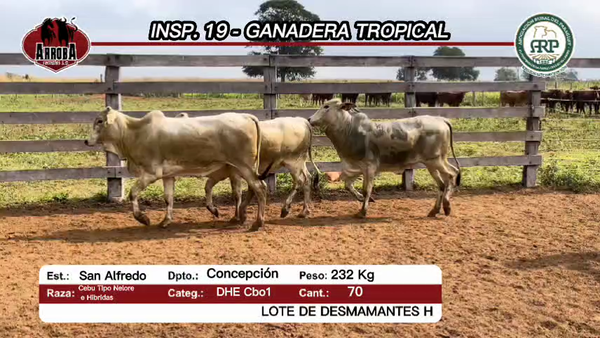 Lote 70 Desmamantes hembras CEBU TIPO NELORE Y HIBRIDAS a remate en Feria Aniversario Concepción - Arroba Remates S.A 232kg -  en san alfredo