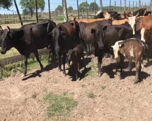 Lote 69 Vacas medio uso C/ cria en Misión San Fco., Formosa