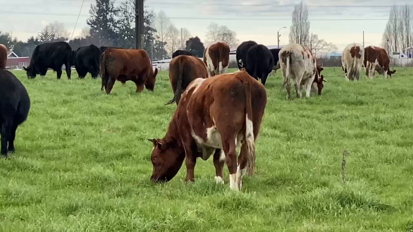 Lote 45 Novillo Engorda en Osorno, X Región Los Lagos