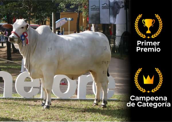 Lote Nelore a Bozal Expo Internacional 2022 RP 2489 - Lote 16