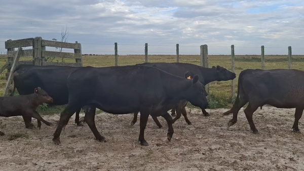 Lote 64 Piezas de cría en Treinta y Tres