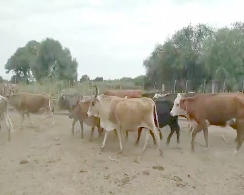 Lote 25 Vacas de invernar en Suncho Corral, Santiago del Estero