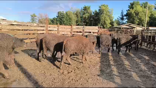 Lote 20 Vaquilla Gorda en Los Ángeles, VIII Región Biobío