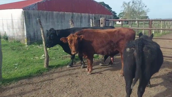Lote 3 Toros