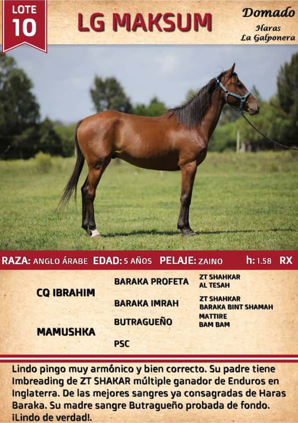 Lote LG MAKSUM