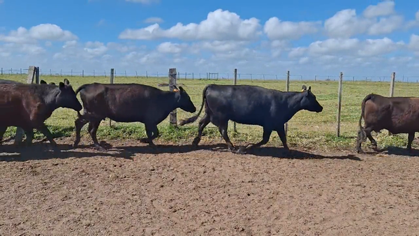 Lote 420 Piezas de cría en Treinta y Tres