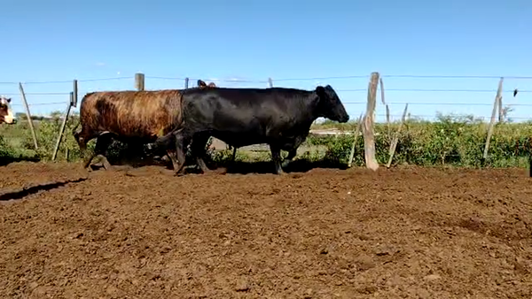 Lote 32 Vacas de invernar en Riachuelo, Corrientes