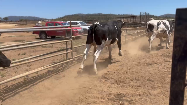 Lote 40 Novillo Gordo en Casablanca, V  Región Valparaíso