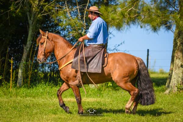 Lote El Gavilán Lorito (RP 380) Cabaña "El Gavilán"