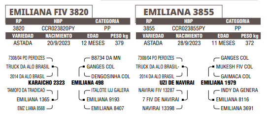 Lote LOTE 64 - TERNERA A ELECCION