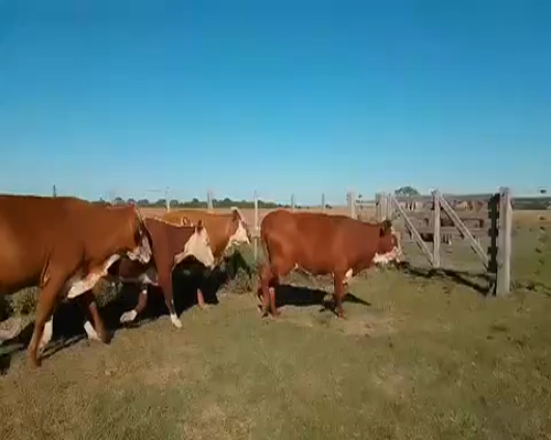 Lote 28 Vacas de invernar en Corrientes, Chavarría