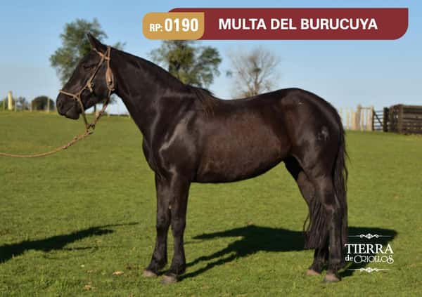 Lote RP. 0190 - MULTA DEL BURUCUYA - RINCON DE LOS MATREROS