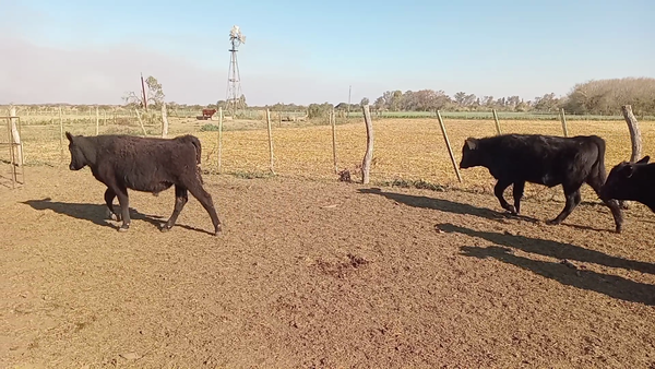 Lote 13 Novillitos Brangus en Naré, Santa Fe