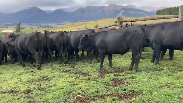 Lote 36 Novillo Gordo en Coyhaique, XI Región Aysén