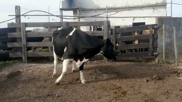 Lote Vacas de Invernada HOLANDO a remate en Pantalla Camy Mayo - Desde La Cuenca 600kg - , San José