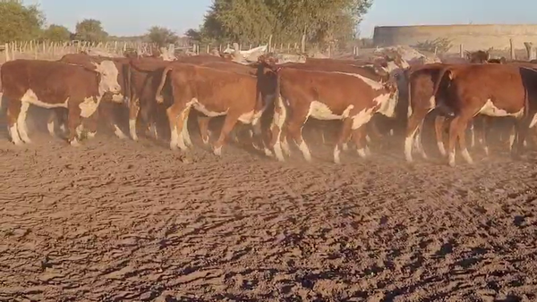 Lote 60 Vaquillonas en Villaguay, Entre Ríos