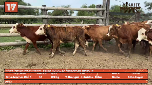 Lote LOTE 17