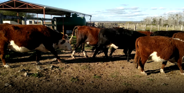 Lote 41 Vacas preñadas en Tacuarembó