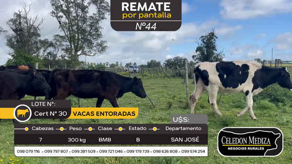 Lote 7 Vaquillonas/Vacas Entoradas en Otra Localidad, San José