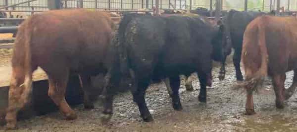Lote 25 Novillo Gordo en Río Bueno, XIV Región Los Ríos