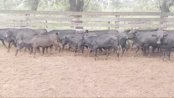 Lote 70 Terneros en Pampa de Los Guanacos, Santiago del Estero