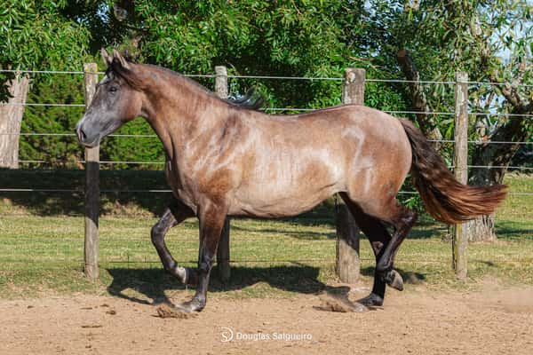 Lote MI NENA DE LA COLINA