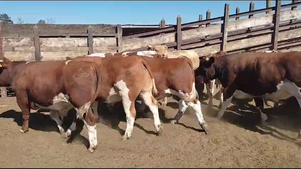 Lote 20 Novillo Gordo en Los Ángeles, VIII Región Biobío