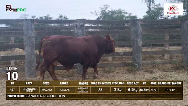 Lote TORO - BRANGUS ROJO