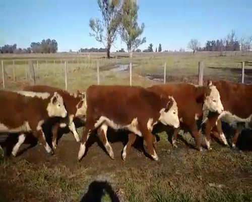 Lote 14 Terneros en Pirovano, Buenos Aires