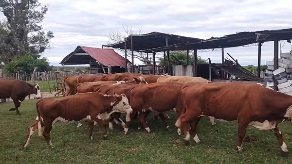 Lote 35 Vacas de invernar en Corrientes, Mercedes