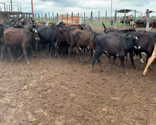 Lote 100 Terneros en Termas de Rio Hondo, Santiago del Estero