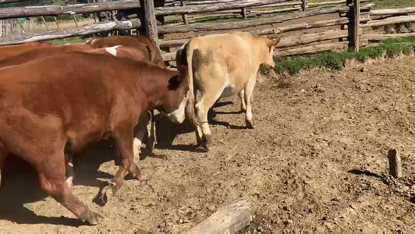 Lote 13 Novillo Engorda en Aysén, XI Región Aysén