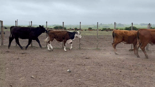 Lote 39 Novillos 1 a 2 años en Castellanos, Canelones