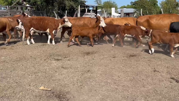 Lote 41 Vacas nuevas C/ cria en Entre Ríos, Durazno