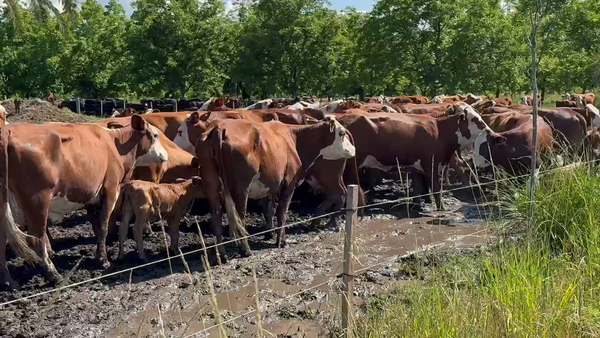 Lote 25 Vacas nuevas C/ cria en Entre Ríos, San José