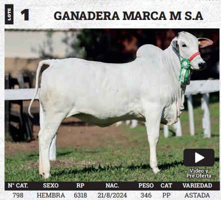 Lote LOTE 1 - BOZAL
