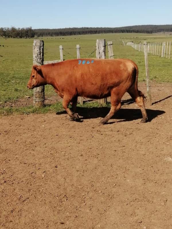 Lote 4 VACAS PREÑADAS SA
