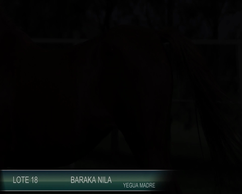 Lote BARAKA NILA