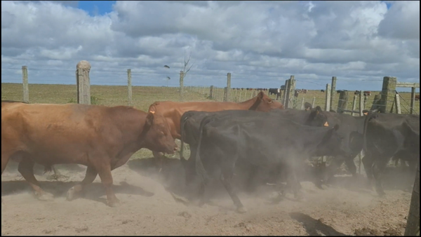 Lote 156 Piezas de cría en Treinta y Tres