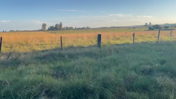 Lote 5 Vaquillonas/Vacas Gordas CRUZAS a remate en Pantalla - Luis Zaldua 470kg -  en C GESTIDO