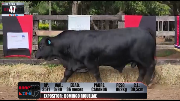 Lote Brangus a Campo Expo 2022 - Lote 47