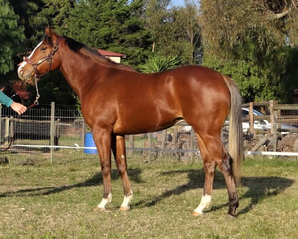 Lote BALKAR