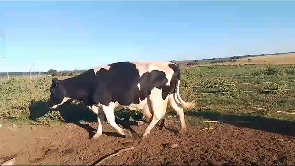 Lote 2 vacas hol