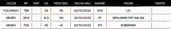 Lote "TRES MOLINOS"  TOROS  P.C.