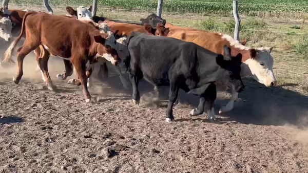 Lote 60 Novillitos en Maciá, Entre Ríos