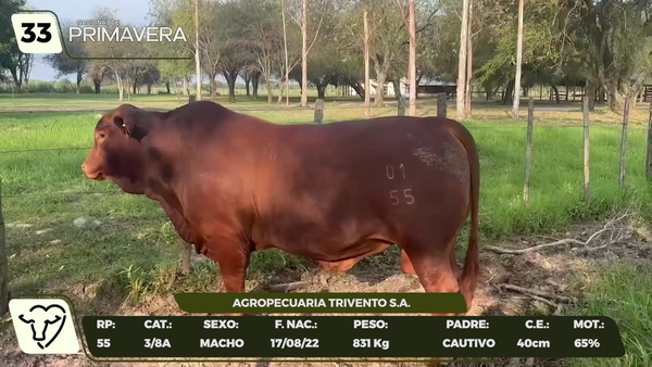 Lote LOTE 33- CAMPO