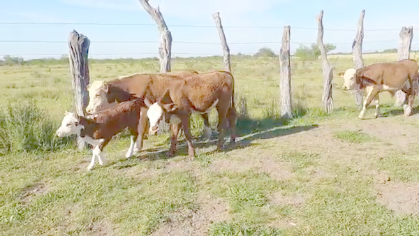 Lote 60 Vacas nuevas C/ cria en San José de Feliciano, Entre Ríos