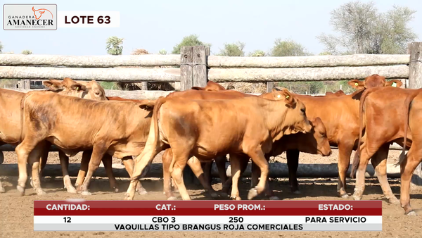 Lote LOTE 63