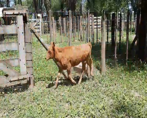 Lote 6 Vacas Paridas en Gral. Lamadrid, Buenos Aires